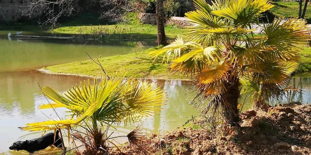 Les Amis De Gaure Apartment Rouffiac-d'Aude Exterior foto